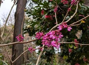 ハナズオウが咲き始めています