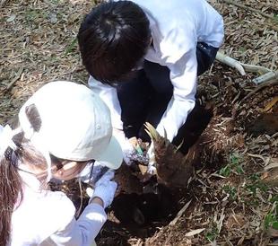親子タケノコ掘り体験
