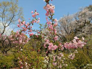 ハナカイドウが咲いています
