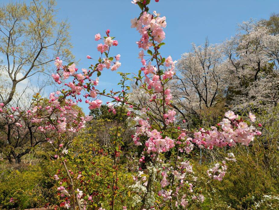ハナカイドウが咲いていますの写真