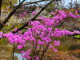 ミツバツツジが咲いています