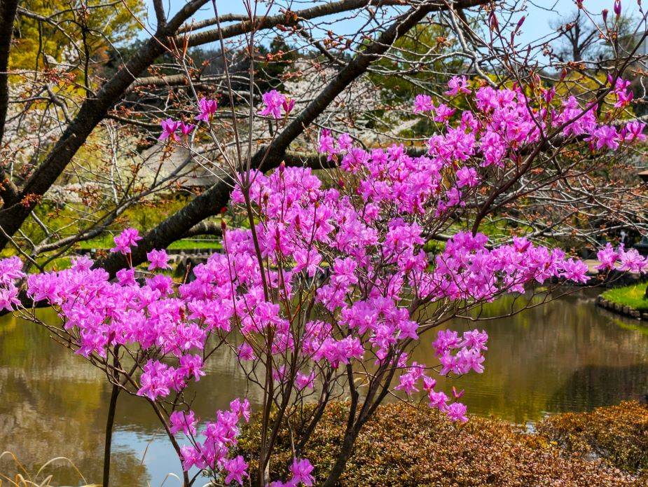 ミツバツツジが咲いていますの写真