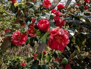 八重のツバキが咲いています