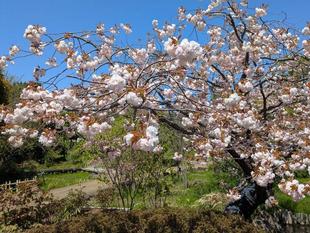 ヤエザクラが咲いています