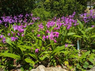 シランが咲いています