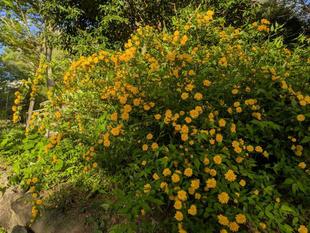 ヤマブキが咲いています