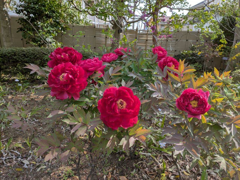 ボタンが咲き始めていますの写真