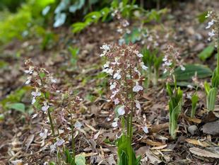 エビネが咲いています
