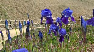 イチハツが咲き始めました。