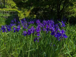アヤメが咲いています