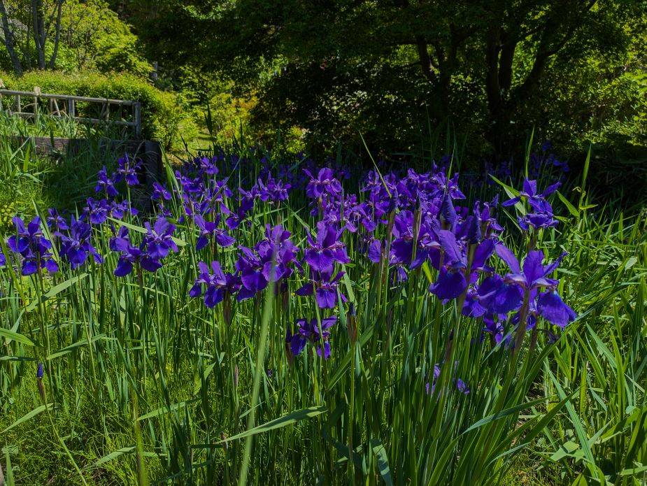 アヤメが咲いていますの写真