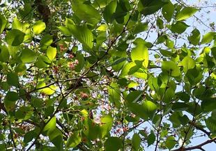 桜開花情報 2025年４月15日