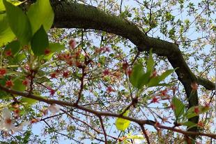 桜開花情報 2025年４月12日