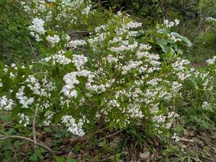 ヒメウツギが咲いています
