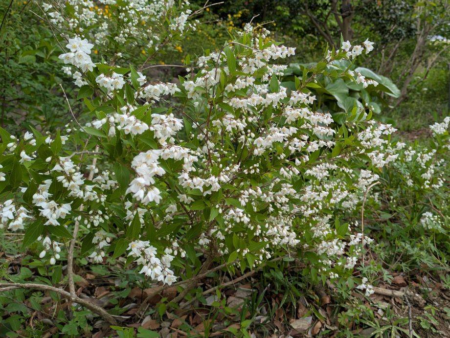 ヒメウツギが咲いていますの写真