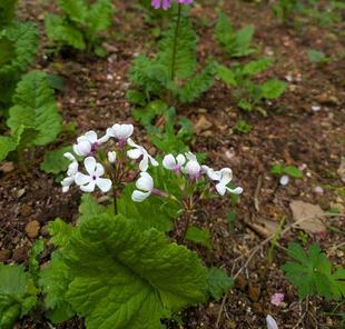 日本サクラソウが咲いています