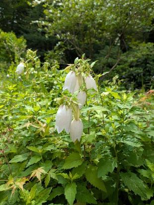 ホタルブクロが咲き始めています