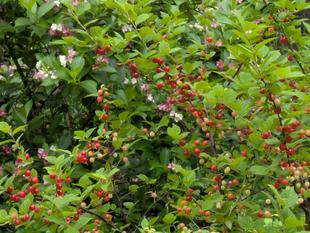 ユスラウメの実が可愛いです