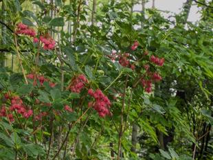 ベニサラサドウダンが咲いています