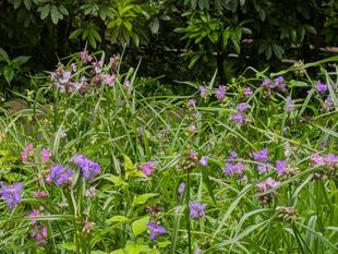 ムラサキツユクサが咲いています