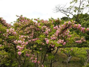 ハス池のタニウツギがきれいです
