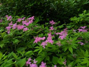 シモツケソウが咲いています