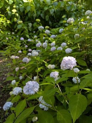 ヤマアジサイが咲いています