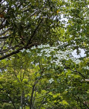 ヤマボウシのお花が咲いています