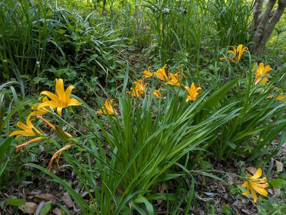 ニッコウキスゲが咲いていますの写真