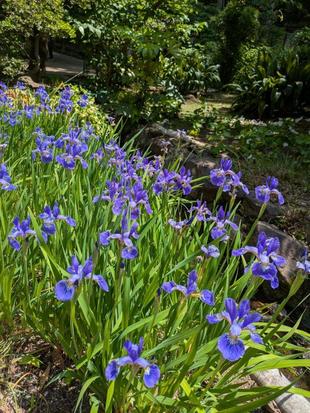 小さなアヤメも咲いています