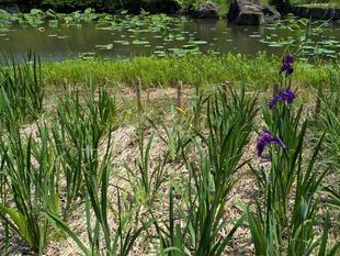 ハナショウブのつぼみがふくらんできました