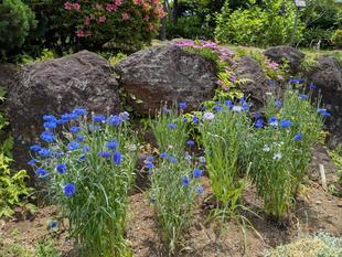 里山ガーデンに咲いていたお花達です