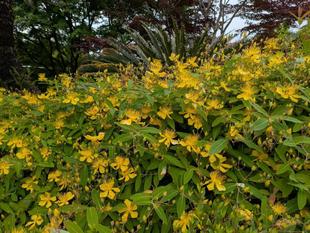 ビヨウヤナギが咲いています