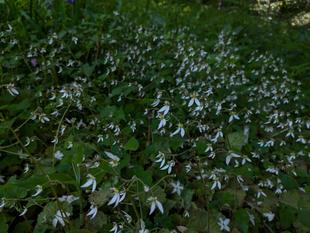 ユキノシタが咲いています