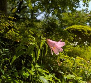 ヒメサユリが咲いています
