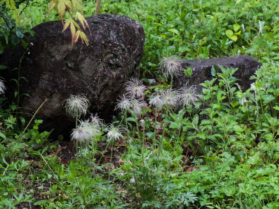 オキナグサの種の姿ですの写真