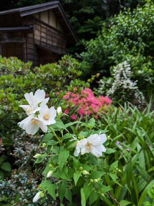 バイカウツギが咲いています