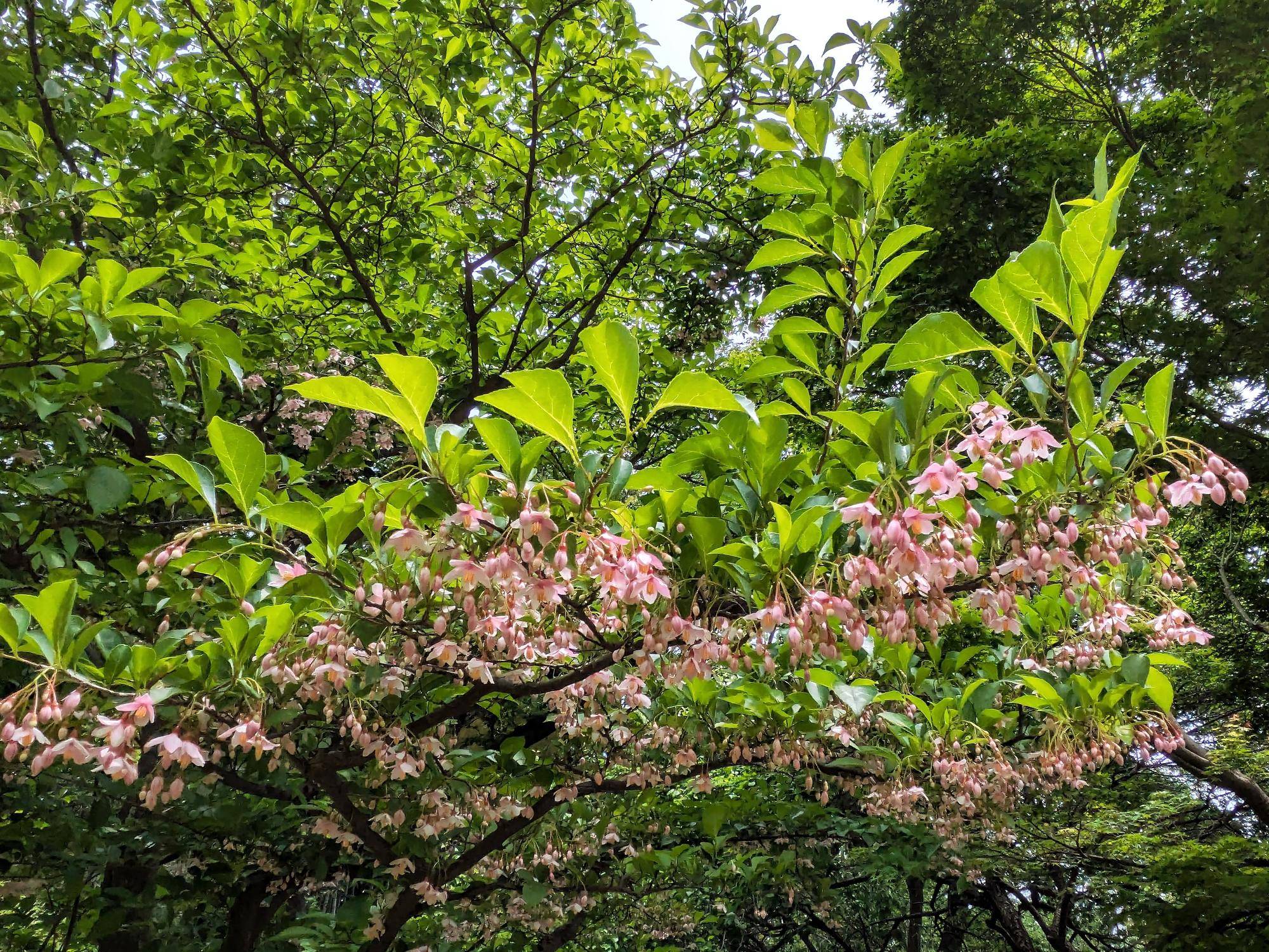 エゴノキの花が咲いていますの写真