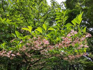 エゴノキの花が咲いています