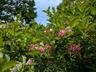 ハコネウツギが咲いています