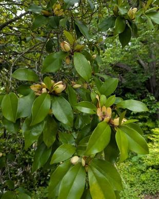 カラタネオガタマが咲いています