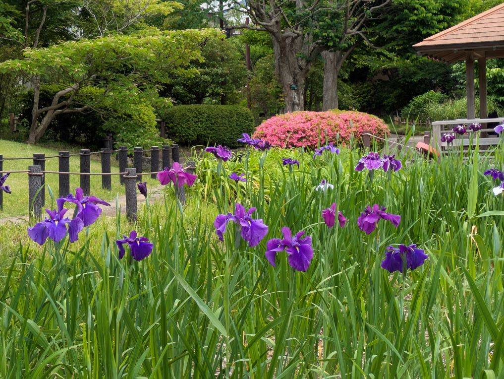 ハナショウブが咲いていますの写真