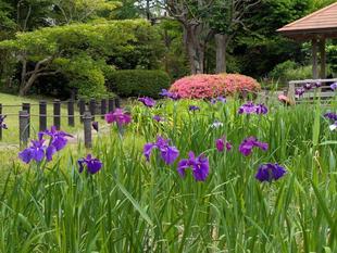 ハナショウブが咲いています
