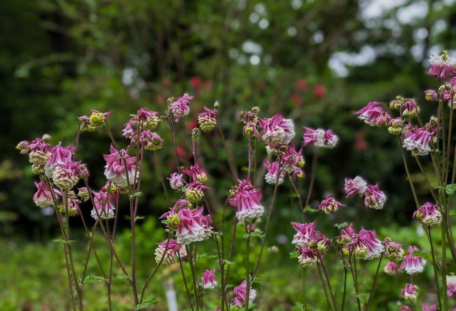 八重のオダマキが咲いていますの写真