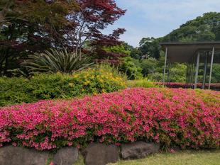 サツキがきれいです