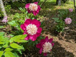 シャクヤクが咲いています