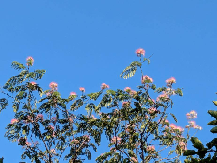ネムノキの花が咲いていますの写真