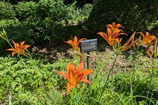 ノカンゾウが咲いています