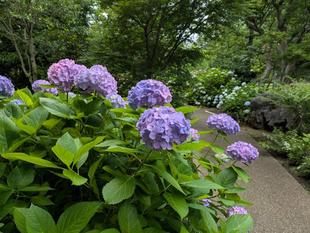 アジサイが色づいてきています