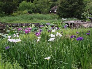 ハナショウブが見頃になってきています